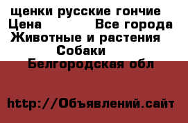 щенки русские гончие › Цена ­ 4 000 - Все города Животные и растения » Собаки   . Белгородская обл.